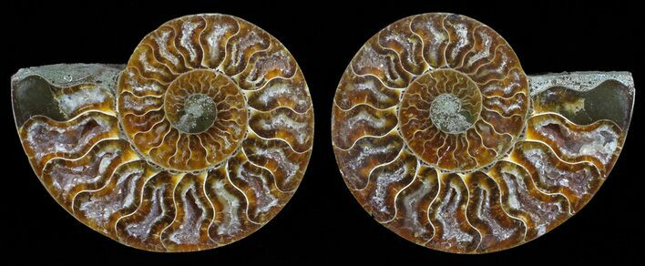 Polished Ammonite Pair - Agatized #59459